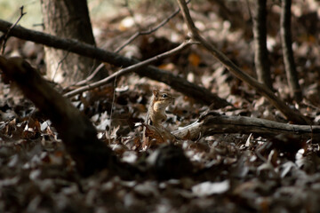 Chipmunk on forest floor with surrounded by leaves and sticks at narrow focus.  Wide Shows surroundings