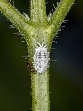 White Scale Insects
