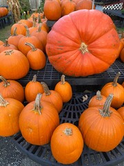 pile of pumpkins
