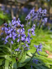blue bells flowers