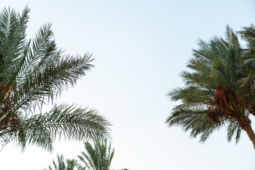 Naklejka premium The tops of the date palms against the background of the light sky.