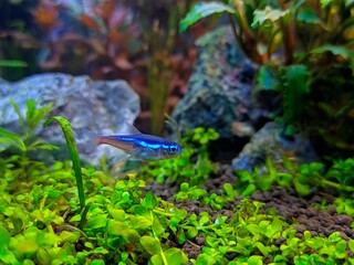 Blue Tetra neon fish