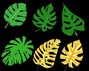 illustration of a leaf
