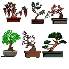 bonsai tree in a pot
