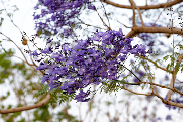 Blue Jacaranda Tree