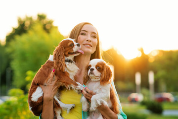 Caring breeder walks at sunset with two purebred pets. Cavalier King Charles Spaniel puppies for walk with owner warm summer day outdoors in backyard