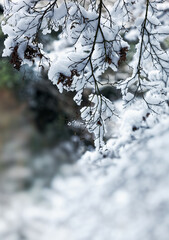 雪化粧した枝 / 山口県岩国市横山