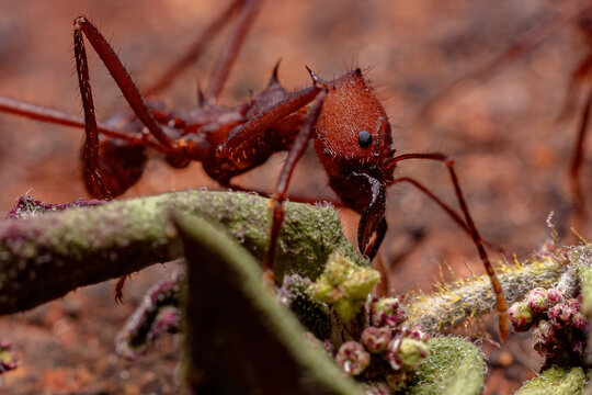 Atta Leaf-cutter Ant