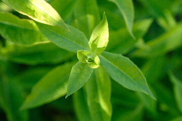Fototapeta na wymiar Closeup nature view of green leaf in the garden
