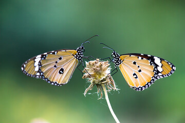 Danaus chrysippus, also known as the plain tiger, African queen, or African monarch, Danainae,
 is a medium-sized butterfly widespread in Asia, macro shots, butterfly garden.
