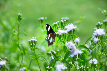 Fototapeta premium Hypolimnas bolina, the great eggfly, common eggfly or blue moon butterfly resting on the flower plant 