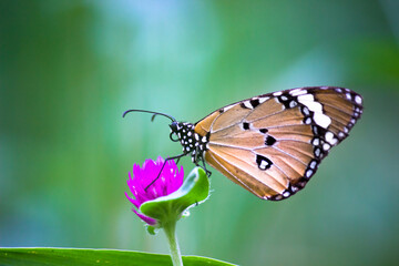 Danaus chrysippus, also known as the plain tiger, African queen, or African monarch, Danainae,
 is a medium-sized butterfly widespread in Asia, macro shots, butterfly garden.
