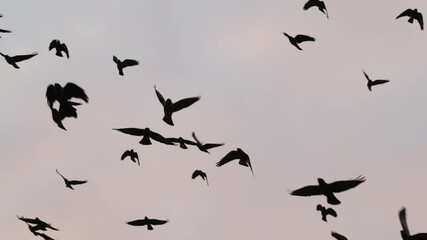 Large flock of birds flying in slow motion
