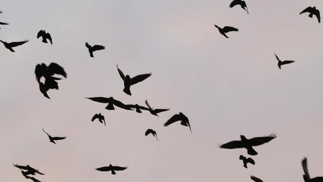 Large flock of birds flying in slow motion
