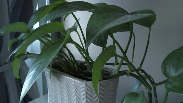 Beautiful decorative Devily Ivy or Photos house plant in a pot. Healthy money plant close up.