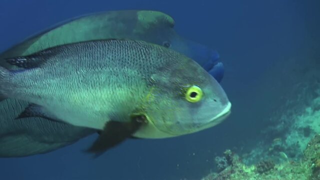 huge Napoleon wrasse in blue water next to reef, midnight snapper swimming into frame from above, seeking protection by accompanying the large fish