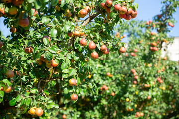 Closeup of ripe fresh pears on tree in the fruit garden