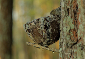 Pine resin extraction. Part of this material becomes glue and adhesive, or wax for hair removal. It...