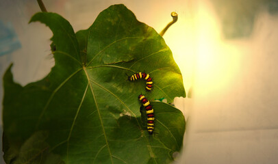 Yellow, red, black striped caterpillars are eating leaves. shot from high angle with sun light 
