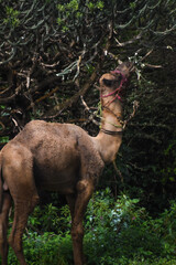 camel in the forest in india pet camel