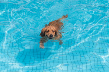 Golden Retriever swimming in the pool
