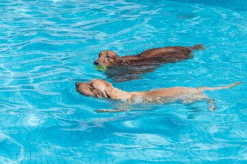 Golden Retriever and Labrador Retriever swimming in the pool