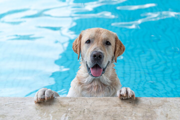 Labrador Retriever happily playing in the pool