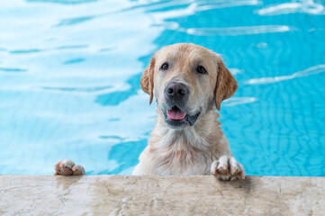 Labrador Retriever happily playing in the pool
