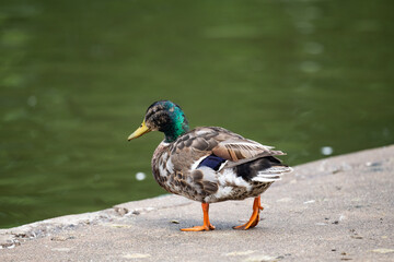 Duck in a city park in Davenport, Iowa