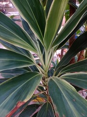 close up of aloe plant