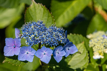 close up of beautiful blue hydrangea flowers blooming under the sun in the garden