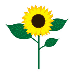 Sunflower with stem icon. Agriculture background. Nature concept. Hand drawn picture. Vector illustration. Stock image. 