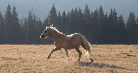 Mustang Wild Horse Palomino stallion running in the mountains of the western United States