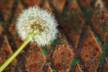 Dandelion fluff white flower on iron rusty textured background close up selective focus with place for inscription