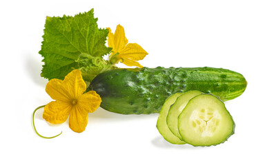 Cucumber on white background. Isolated image of a cucumber with yellow flowers 