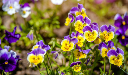 Purple violets on a green natural background
