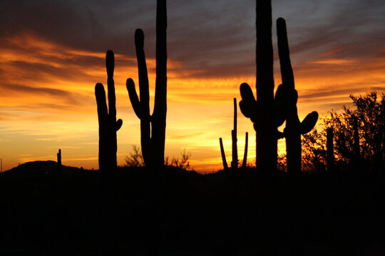 saguaro golden sunset 