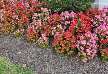 Close-up of Red and Pink Begonias in Full Bloom in Late Summer
