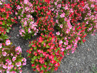 Close-up of Red and Pink Begonias in Full Bloom in Late Summer