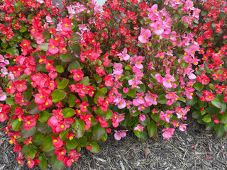 Close-up of Red and Pink Begonias in Full Bloom in Late Summer