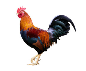 Colorful free range male rooster isolated on white background with clipping path - obrazy, fototapety, plakaty