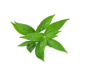 Andrographis paniculata plant on white background.