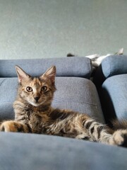 cat on the couch