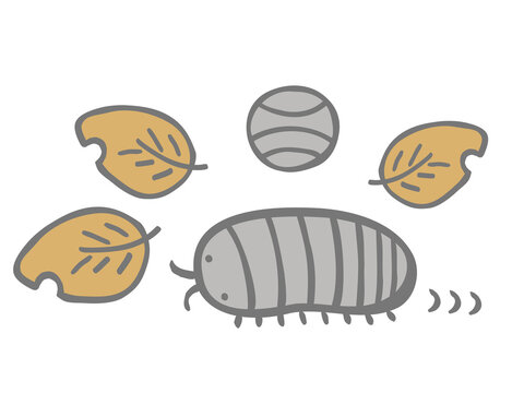 2 Best ダンゴムシ Images Stock Photos Vectors Adobe Stock