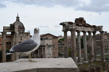 Rzym, antyczne ruiny - obrazy, fototapety, plakaty