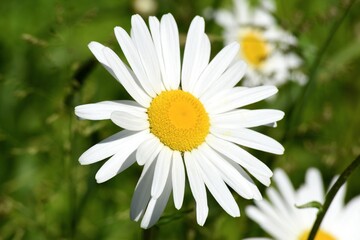 daisy flower