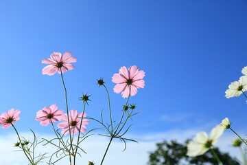 コスモス