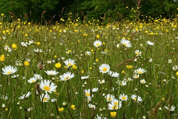 field of daisies