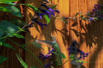 hummingbird flying around flowers