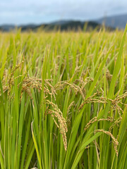 green wheat field